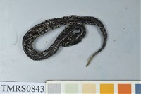 藏品(菊池氏龜殼花)的圖片